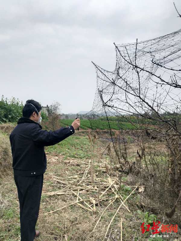 捕斑鸠地拍网图片图片