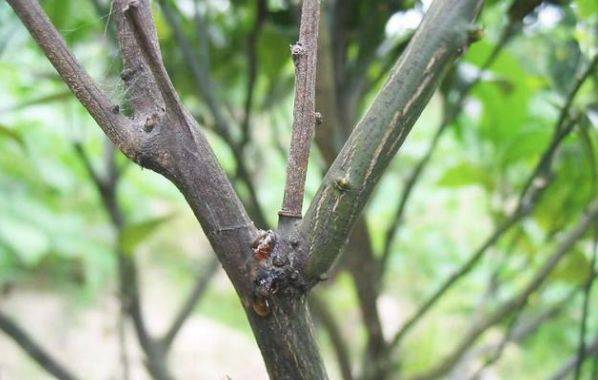 柑橘为何会枯梢?原因多种多样,注意辨识!