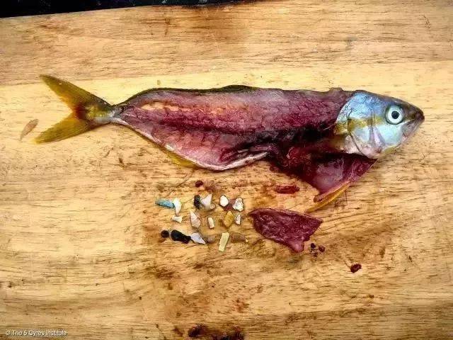 爬进塑料瓶里却再也没出来过,活活饿死的寄居蟹.