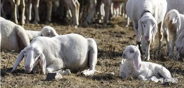千万别把羊,喂成瘤胃酸中毒!