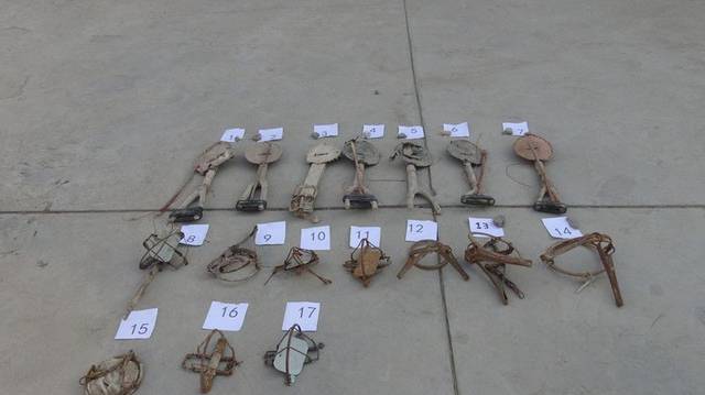 新疆查处一起非法狩猎野生动物案!17只野鸡,5只野兔!