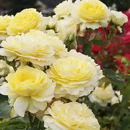 每日一花快拳月季花心金黄花瓣边缘奶白