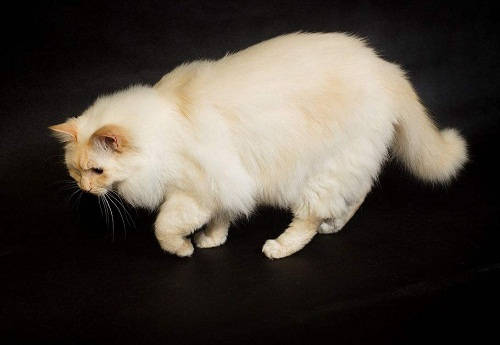 年老布偶怎么补血,老年布偶猫怎么补血