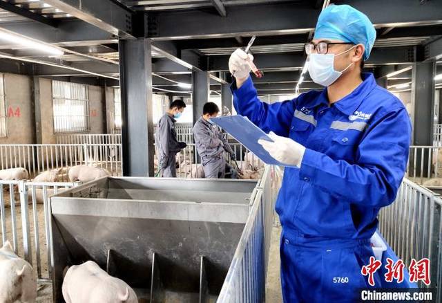 2020年全国首批进境种猪完成隔离检疫安全出窝
