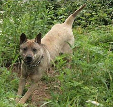 湖北箭毛猎犬图片