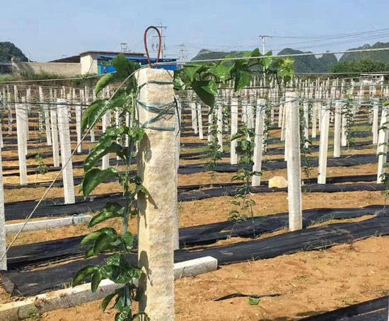 5米左右,计划果园让客户自摘,可高些!第