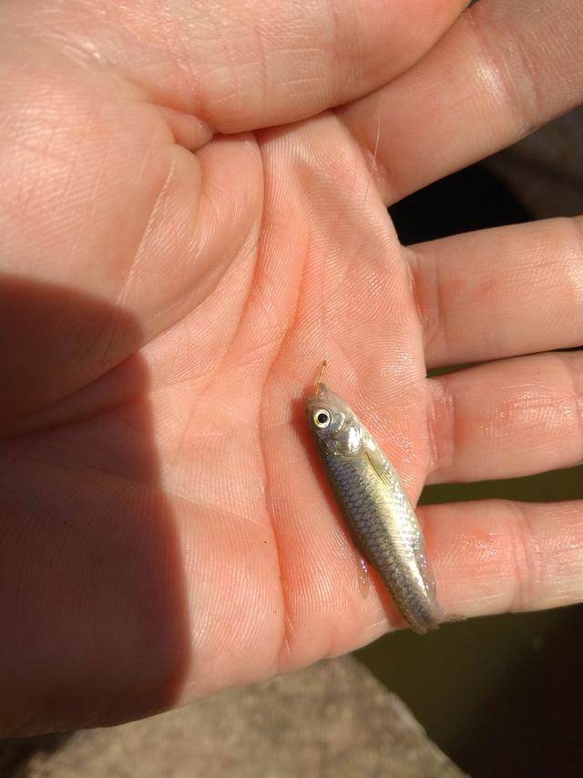 高手專釣小雜魚,簡單的快樂才是釣魚人初心