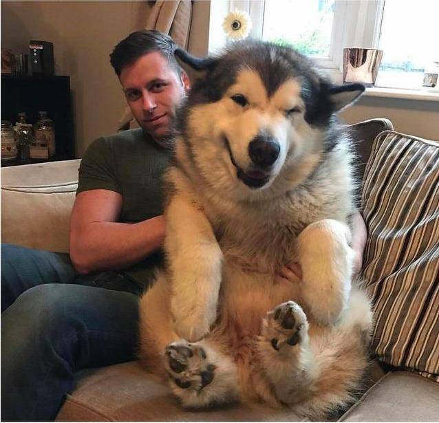 巨型阿拉斯加犬体重图片