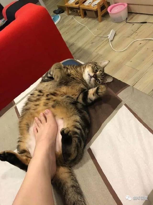 猫咪懒洋洋地躺着,铲屎官把脚放到猫咪的肚子上
