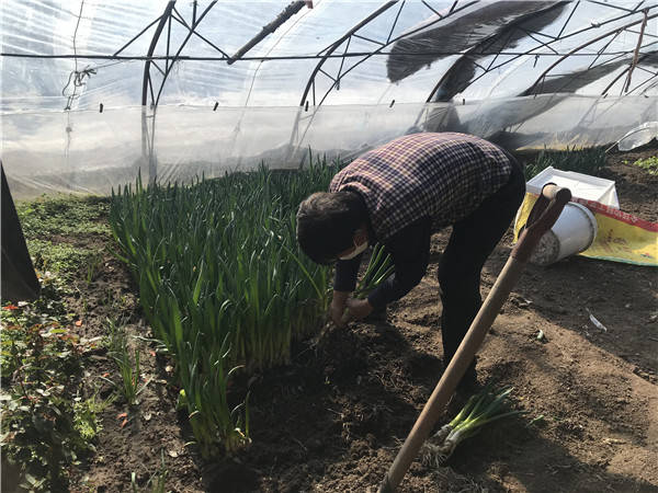 村民正在拔大葱 供图