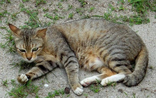 原创土猫便秘3天不拉,土猫便秘3天排便难