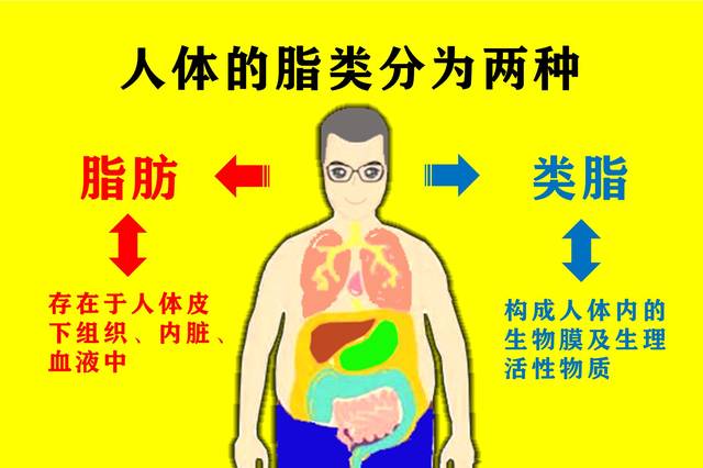 想要科学减脂?先了解一下脂肪分解的原理吧