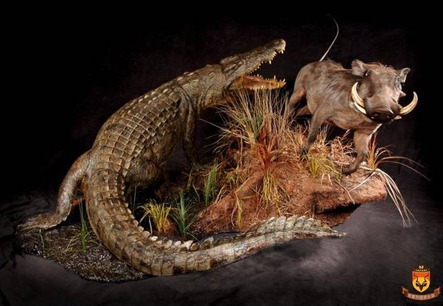 非洲莫桑比克尼罗鳄与河马狩猎