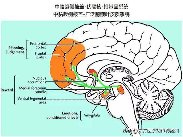 2,vta-mpfc-dlpfc系统:中脑皮质多巴胺系统,中脑腹侧被盖-广泛前额叶