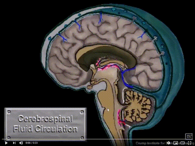 脑脊液循环动图图片