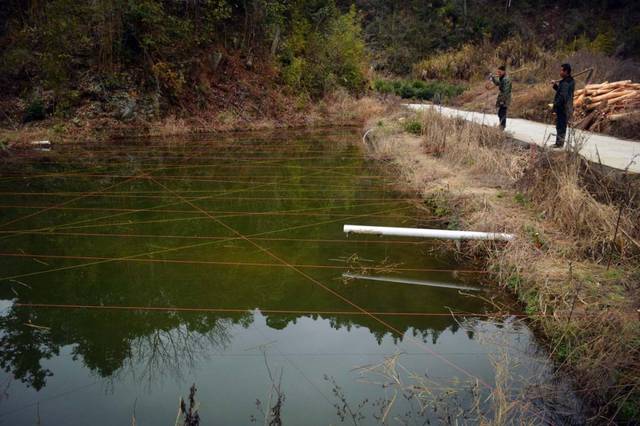 村民在池塘裡養魚,水鳥常光顧,看其怎樣處理