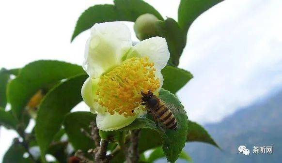 普洱茶树花美丽的外表下茶花功效不一般