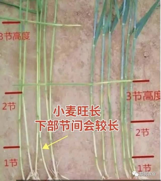 并且有的地方,还提前拔节,而小麦控旺的最佳时间就是在返青期到拔节前