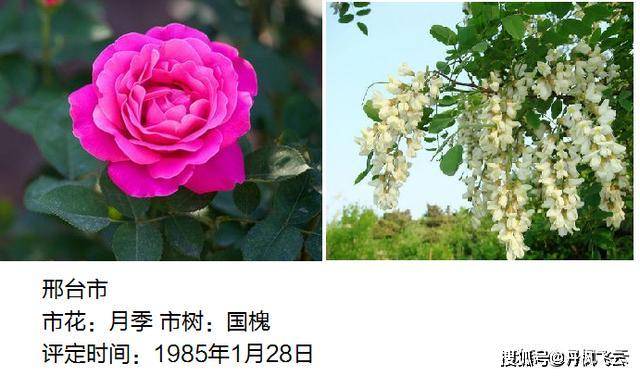 京津冀13市的市花,市树及设立时间