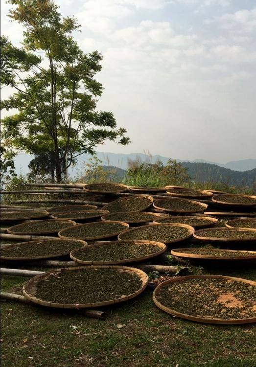 普洱晒红为何不走寻常红茶路?这些细节云南人不一定会主动告诉你