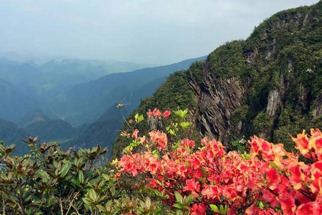 春天的莽山,让人一眼望去尽是杜鹃花,莽山红,杜鹃花,莽山的一大特色