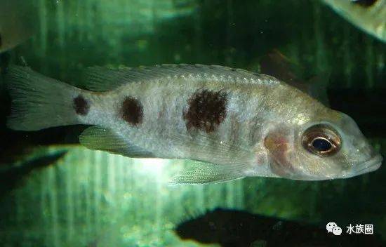[水族生物] 三湖慈鲷马鲷之otopharynx大咽非鲫属(4)