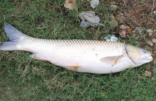 80岁老翁钓上大草鱼,引来乡亲们围观