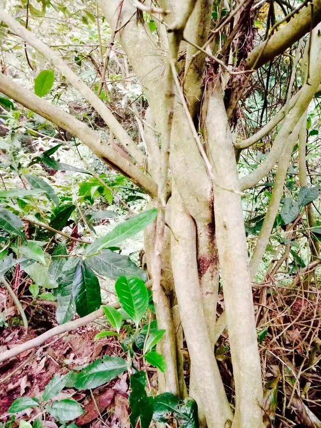 荒茶树错杂的根系