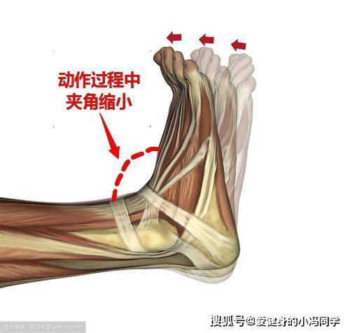 足跖屈和背伸的图图片