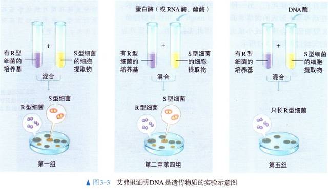 艾弗里将S型细菌图片