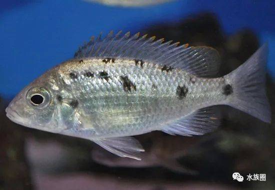 [水族生物] 三湖慈鲷马鲷之otopharynx大咽非鲫属(4)