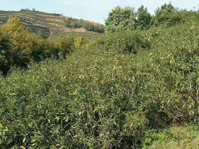 难怪荒野茶这么受欢迎,3分钟带你读懂荒野白茶的好|吾雨茶课堂