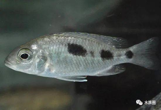 [水族生物] 三湖慈鲷马鲷之otopharynx大咽非鲫属(4)