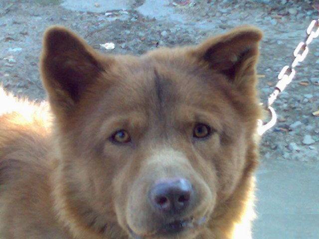 在广东还能见到五红金钱尾的潮州犬吗