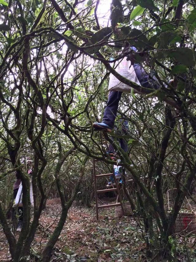 难怪荒野茶这么受欢迎,3分钟带你读懂荒野白茶的好|吾雨茶课堂