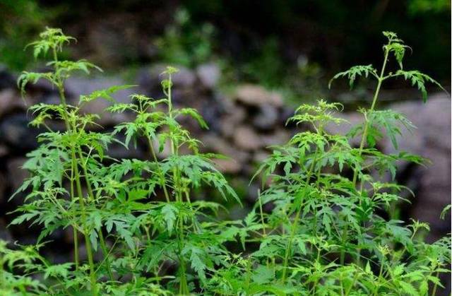 夏天来了,园子里的蒿草长得高而茂密,挡住了"我"的视线.