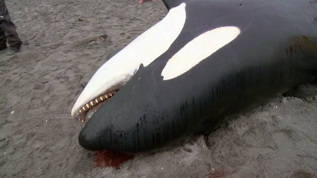 长隆虎鲸死亡图片