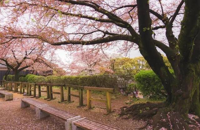 而北海道函館最美的櫻花名所,莫過於 五稜郭公園了!