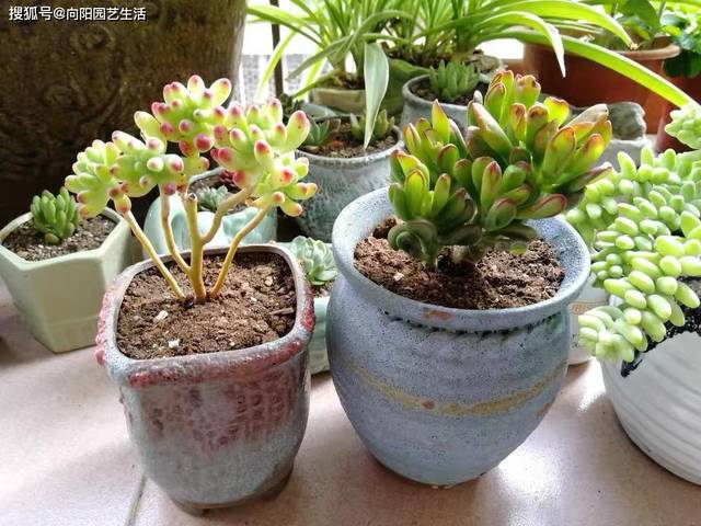 养多肉很简单，乙女心养成“小老桩”，控水控温，30天出状态_搜狐网