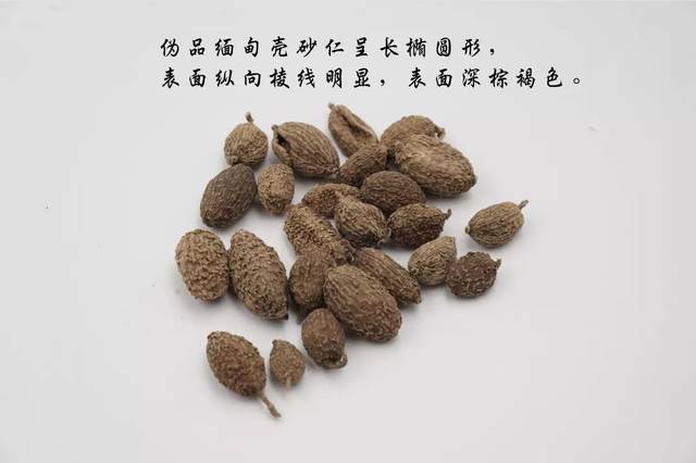 "假砂仁",还要流通多久?