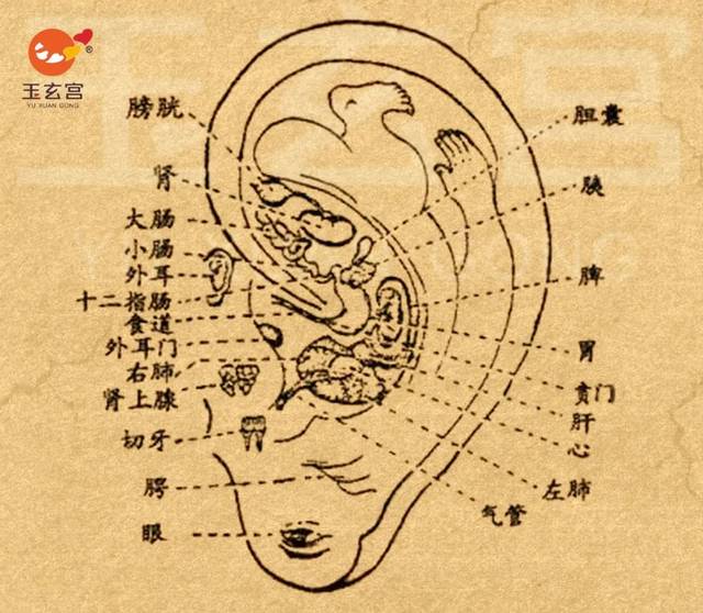 耳朵所对应的器官图图片