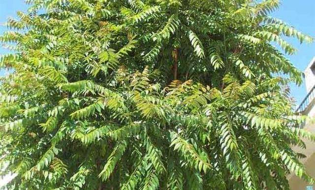 之所以称这种植物是"树王",主要是人们从古代开始就认为椿树是长寿的