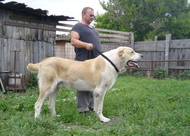 世界上体型最大的犬种图片