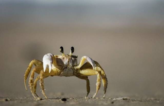 《捉嘟噜蟹》,情感故事,海阳文艺微刊最新刊出_手机搜狐网