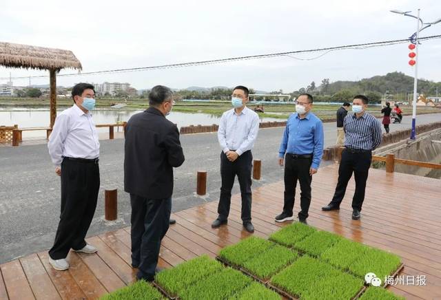 吴泽桐到丙村镇调研稻鱼共生基地