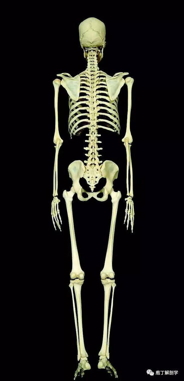 骨的分类 肋骨是短骨吗 爱在网