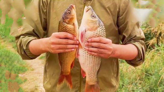 在這個國家級的魚類保護區內,一天內發現兩起電魚船,黃河鯉魚保護區