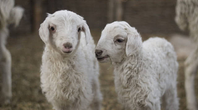 一只羊羔达到1150!未来羊价仍旧是上涨趋势!