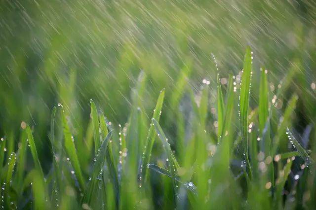 诗词| 淋漓在千年前的那场春雨,撩动了谁的心弦?