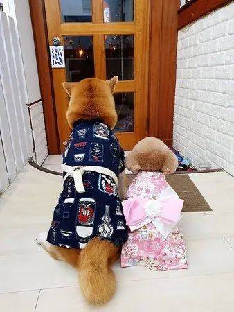 这两只汪的背影萌翻了无数网友:跪求正面照!